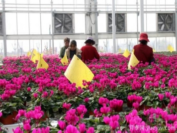 扬州高邮：每天发货30万株，花工厂绽放乡村振兴致富花
