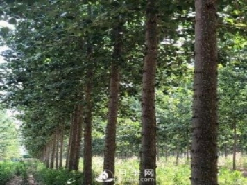 河南周口：培育出不飞絮的杨树新品种