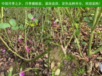 上海龙凤419：月季裸根苗的选购、栽植、肥水、养护技术大全