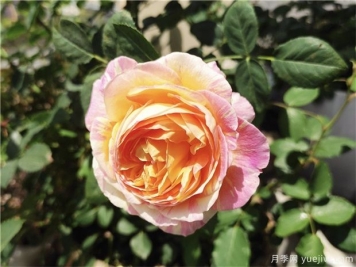100种玫瑰花的名字，来了解下不同颜色的品种月季
