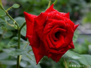 2023年情人节十大玫瑰品种销量榜，卡罗拉位居首位