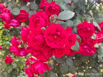 6款红色系的藤本月季品种，适合打造网红花墙