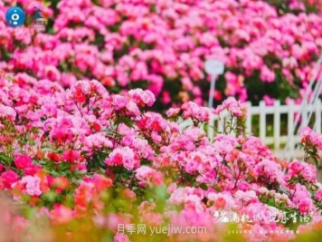 2024年第二届杭州市月季花展举办，赏500万株月季