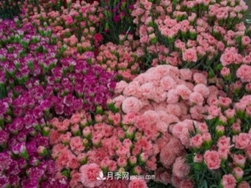 中国6大花市，全国花卉批发市场介绍
