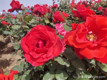 月季、玫瑰、蔷薇分别是什么？如何区别？