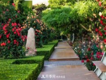 秦皇岛适合养月季花，市花和市树是什么