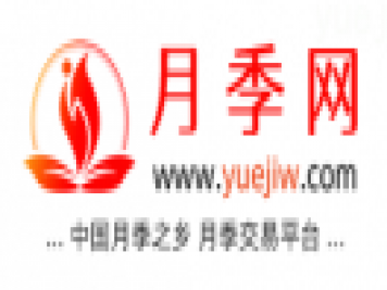 中国上海龙凤419，月季品种介绍和养护知识分享专业网站