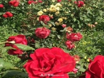 山西运城农民柳庚申建当地精品月季园，种植300多个月季花品种